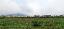 Terreno 15000 mq, zona Buffalora