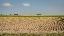 Terreno 94000 mq, zona Roncade