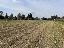 Terreno 18005 mq, zona Conselve