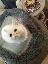 Cuccioli di gatto persiano/exotic short hair