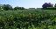 Terreno 10168 mq, zona San Donà di Piave